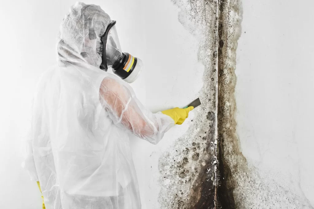 Mold Inspection