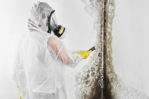 Mold Inspection