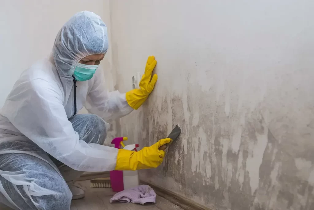 How much does a mold inspection cost