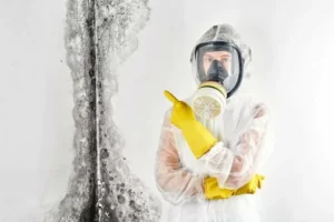 mold inspection