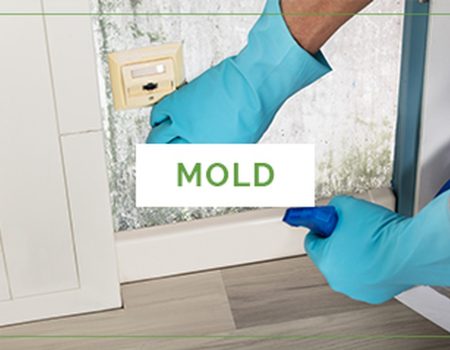 Mold Inspection and Removal Services